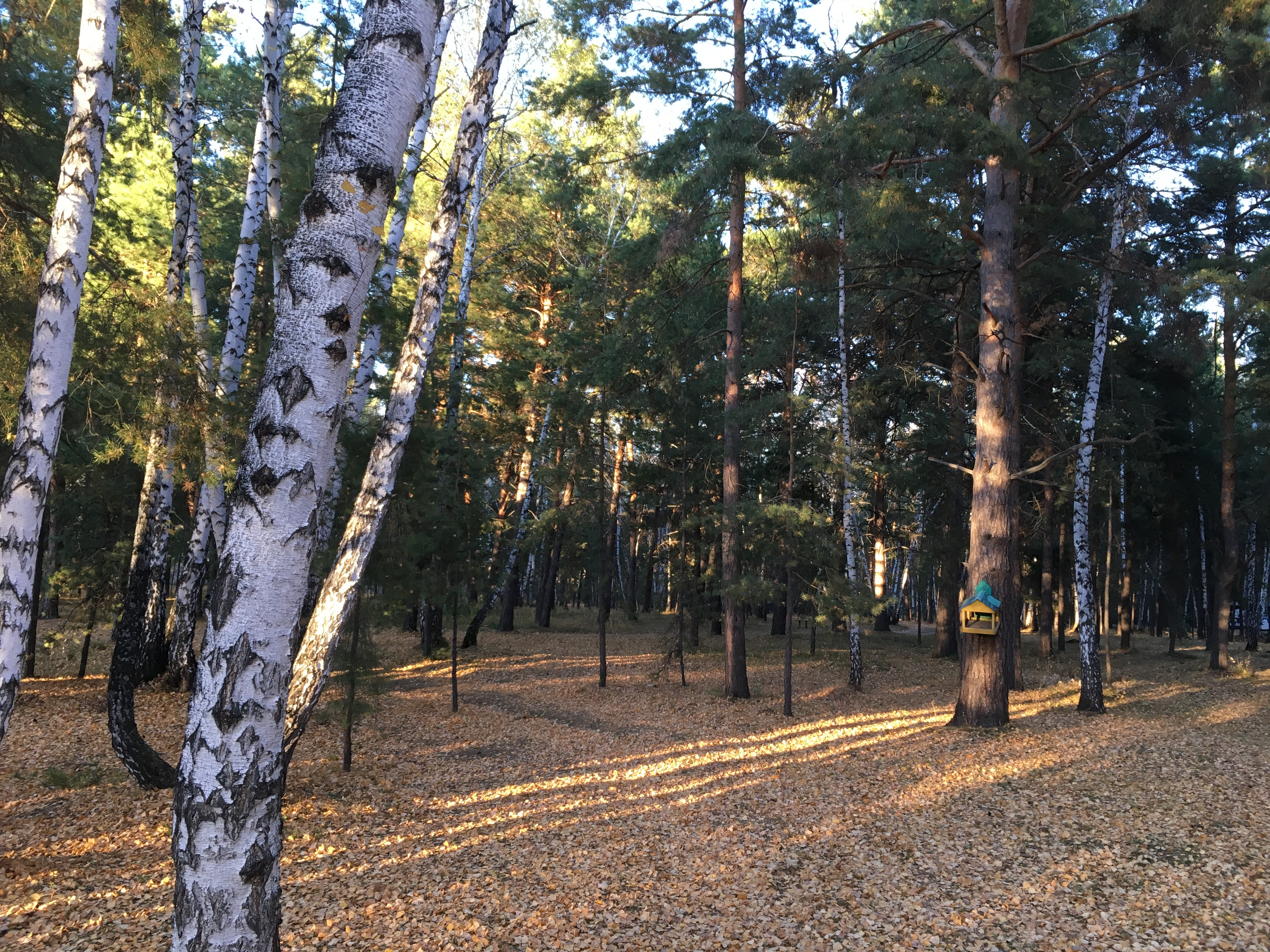 Лагерь карбышева омск фото