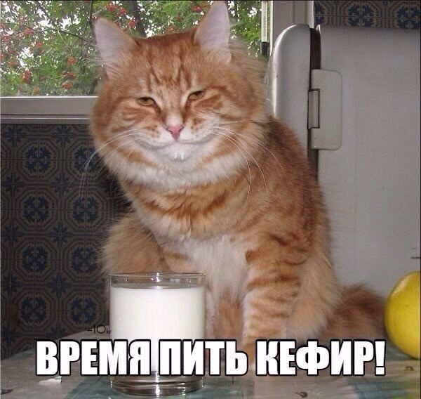 Кот кефир