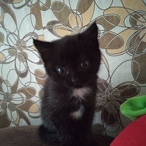 BYSYA