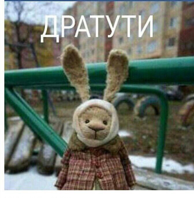 Дратути картинки смешные котенок