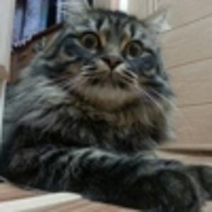 Taras