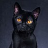 Котова