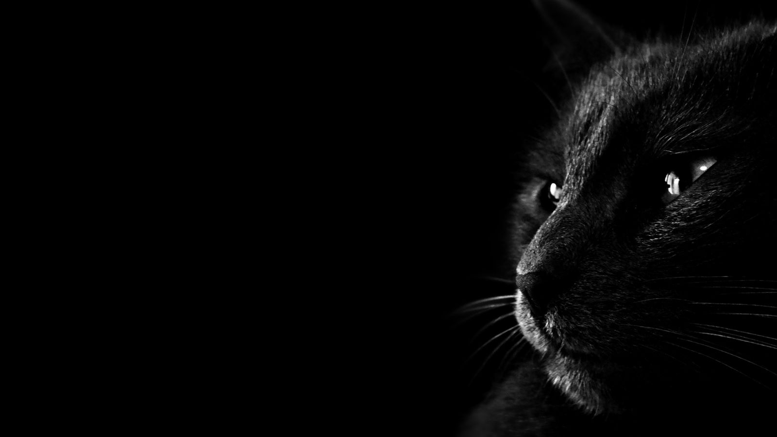 Черная кошка на полу бесплатно