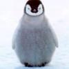 pingui