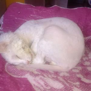 Вот в таком виде нам кота отдали