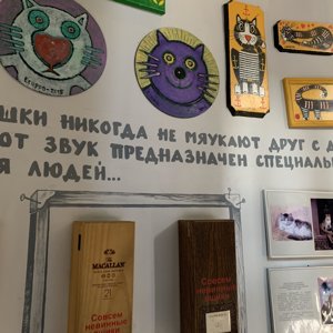 Музей кошек мурариум саратовская ул 2а зеленоградск