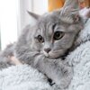 Элина