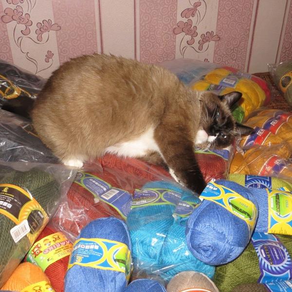Мы с кошем радуемся очередной покупке =)