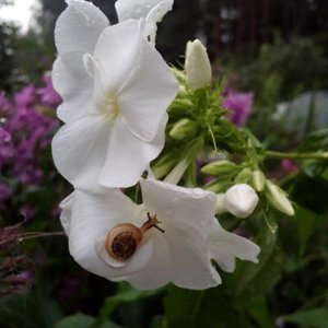 Валентина Гаврилова