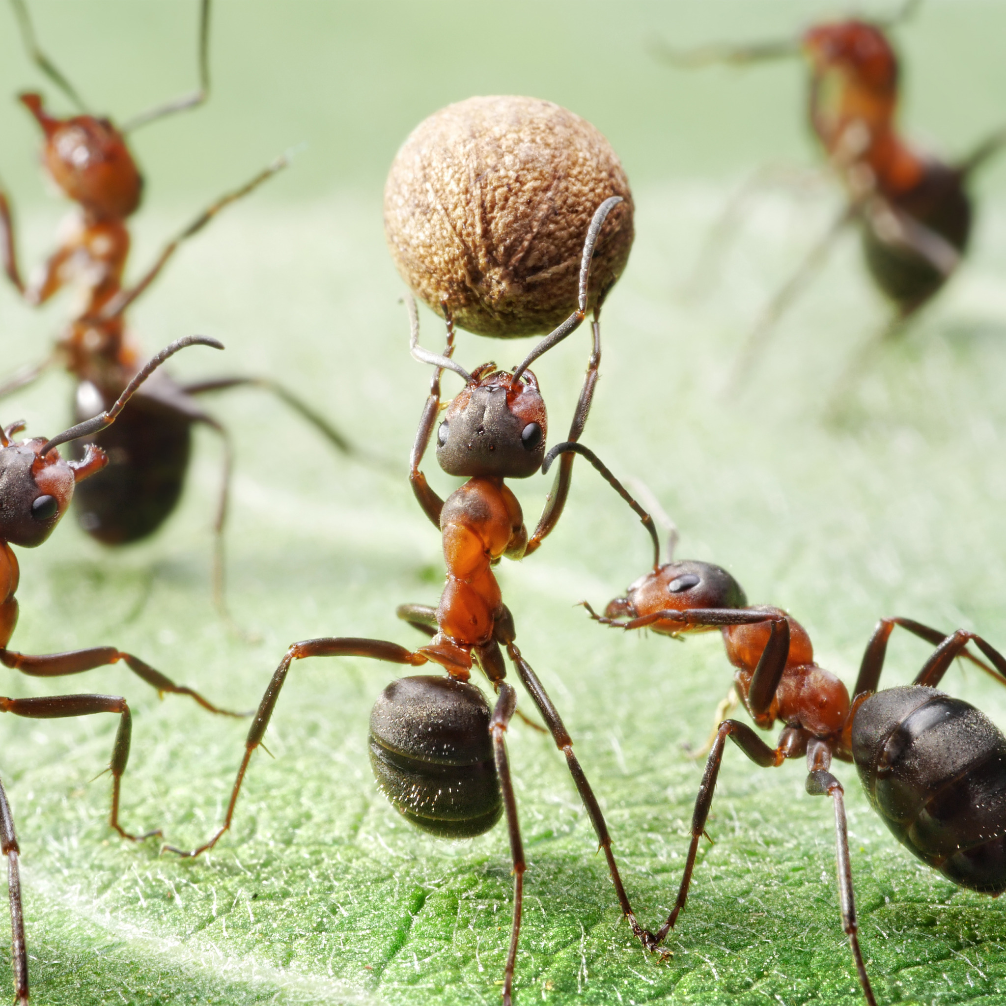 В африке водятся муравьи которые устраивают. Рыжий Лесной муравей (Formica Rufa). Насекомые муравей Муравейник. Красноногий муравей. Муравьи в муравейнике.