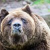 Олег Попов