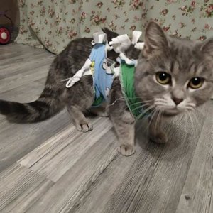 Переломы у кошек и котов