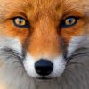 FOX55