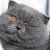 Катёна