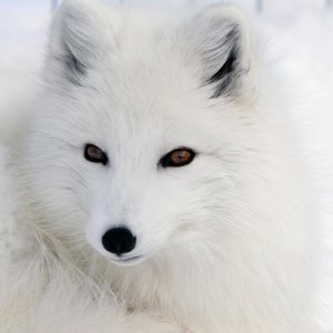 Оксана