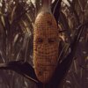 Данилка Corn
