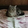 Милана