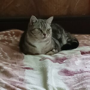 Милана