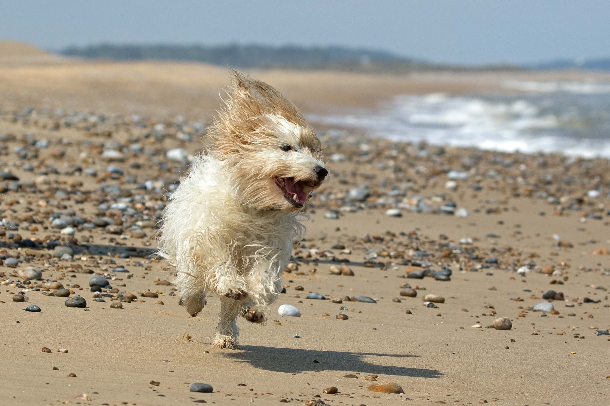 Голодный ветер. Собачки. Собака бежит. Собака на пляже. Щенок бежит.