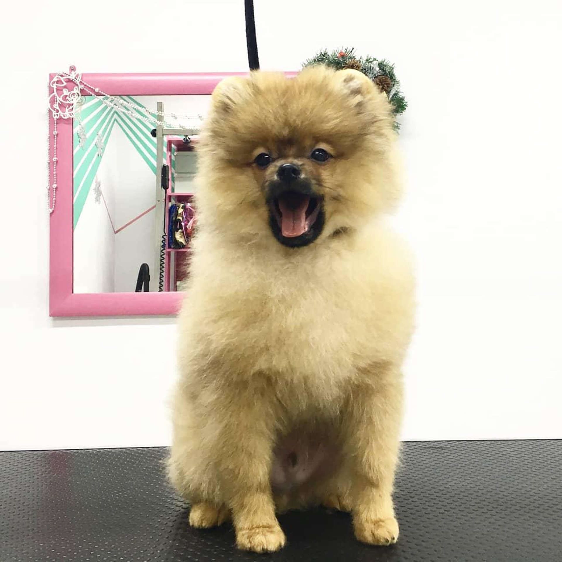 Pomeranian for sale malaysia