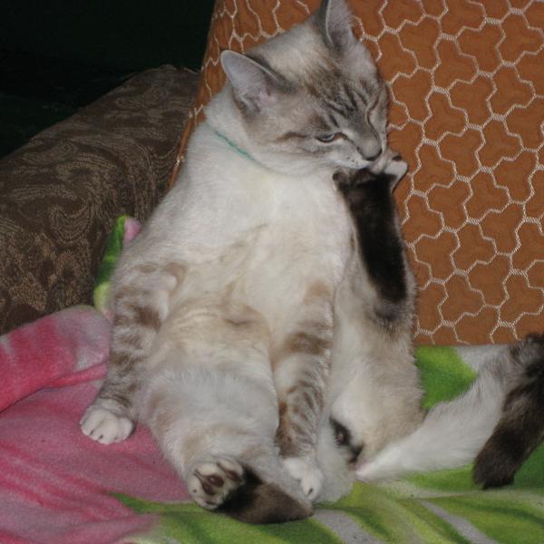 Мой кот