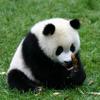 Злая панда