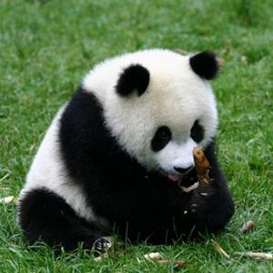 Злая панда