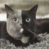 Андрей Овсеев