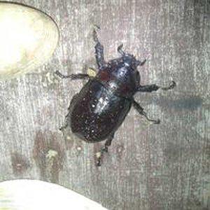 Андрей Метелёв