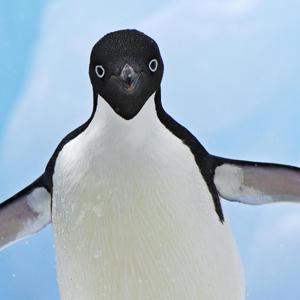 pingvin11