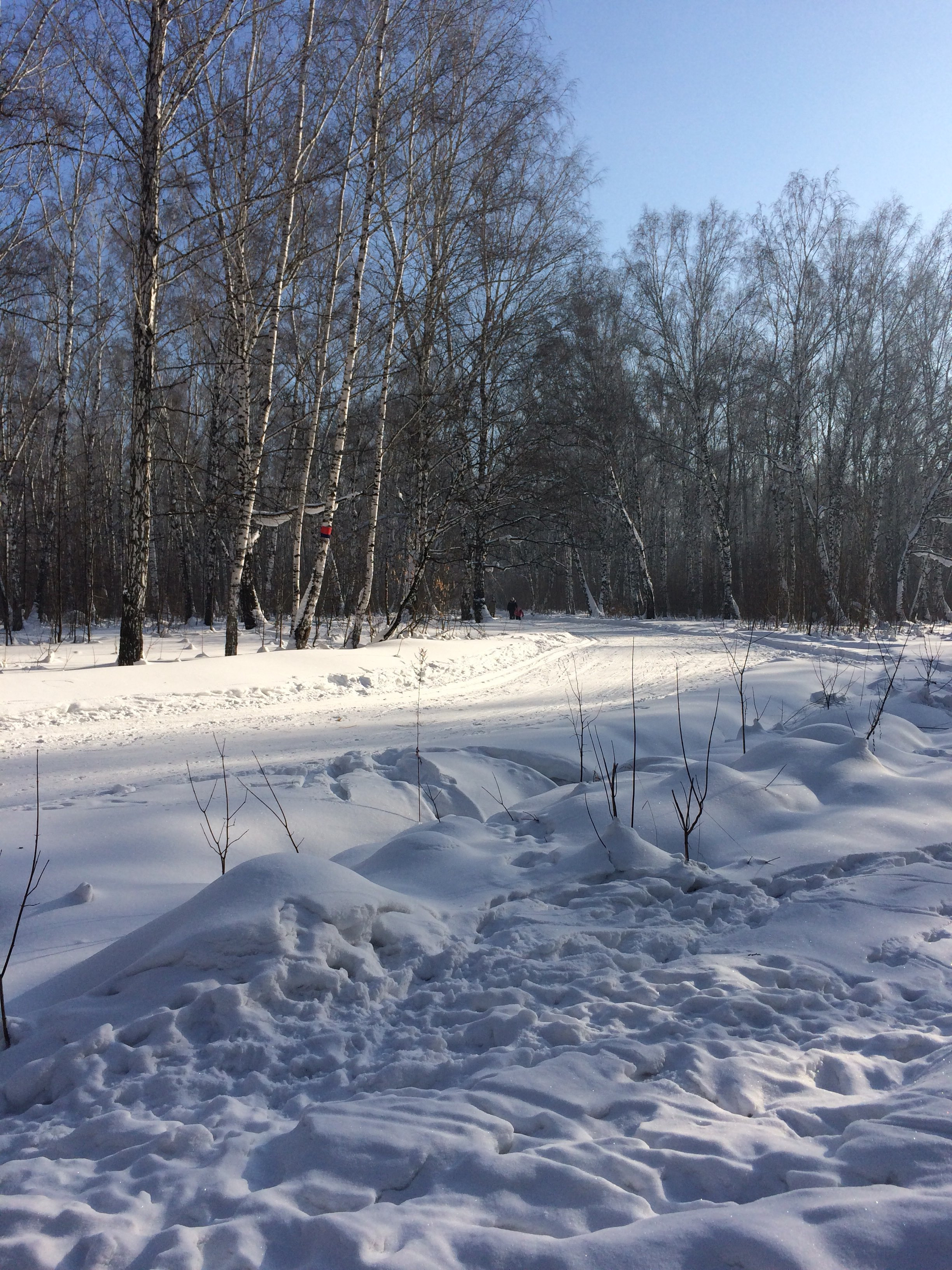 Лыжная база сосновоборск. Лыжная база Сибирь. Лыжная база Новосибирск. Новосибирские леса лыжной базы зимние. Лыжная база Сибирского Западная 2а.