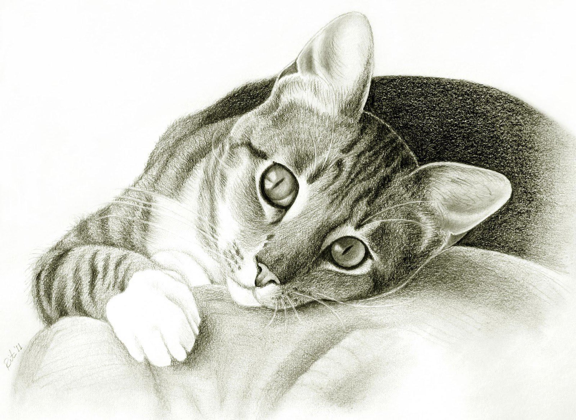 Рисование кошечку. Кот карандашом. Кошка рисунок. Рисунки котов карандашом. Красивые рисунки кошек карандашом.