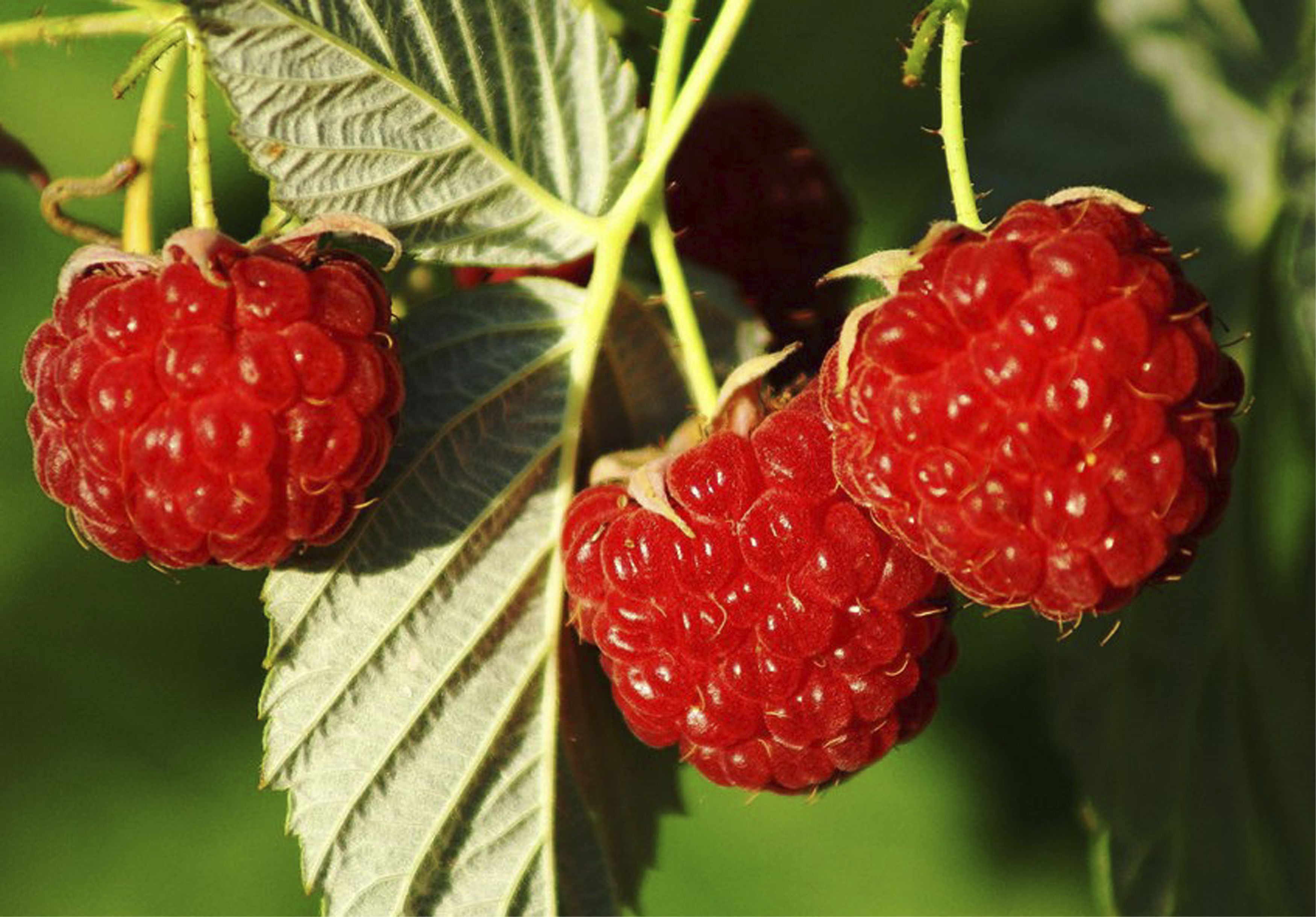 Малина обыкновенная. Малина обыкновенная (Rubus idaeus). Малина обыкновенная - Rubus idaeus l.. Малина обыкновенная ГФ. Растение малина с2 н40.