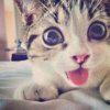 innokenty.matweev