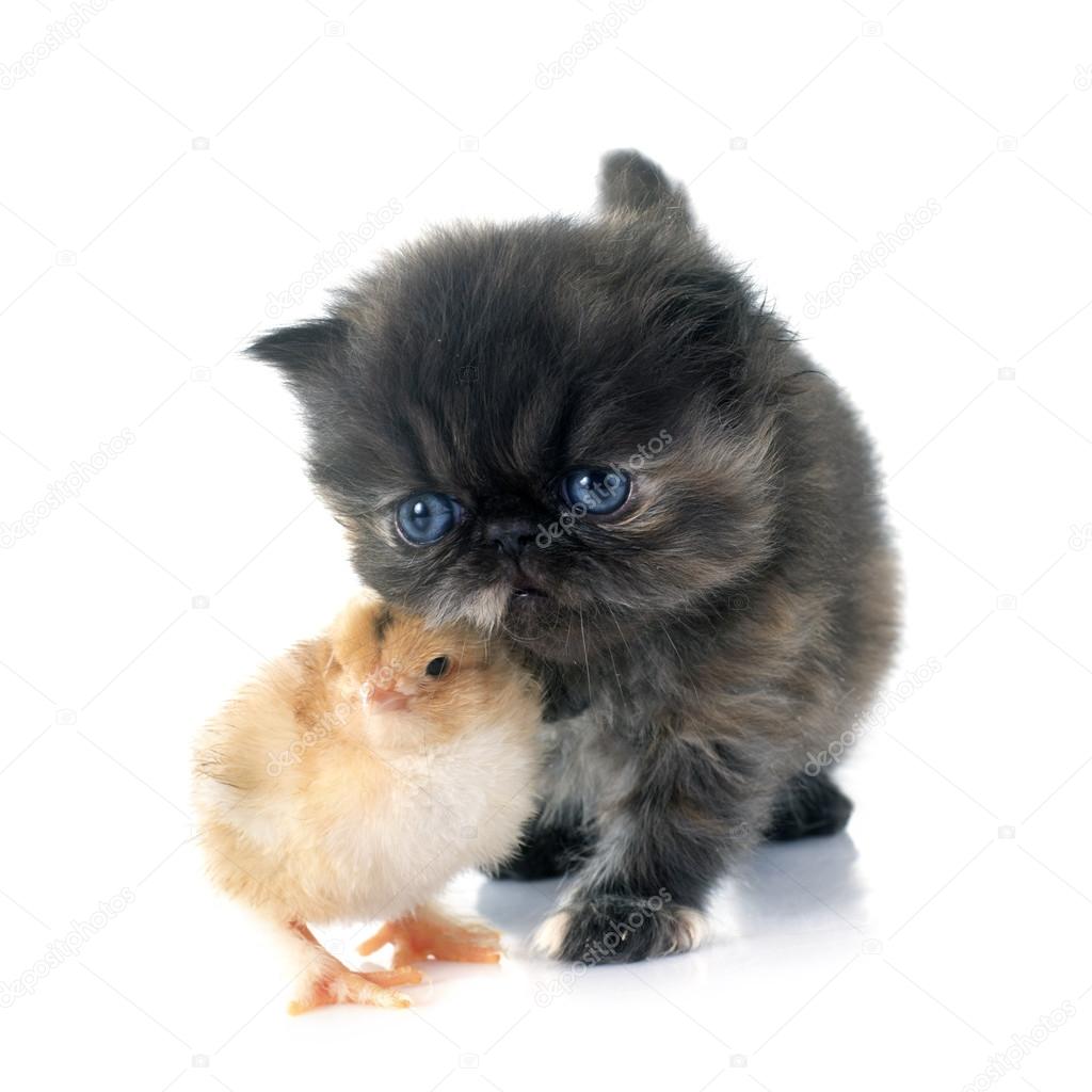 Кошка и цыпленок