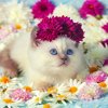 Алла