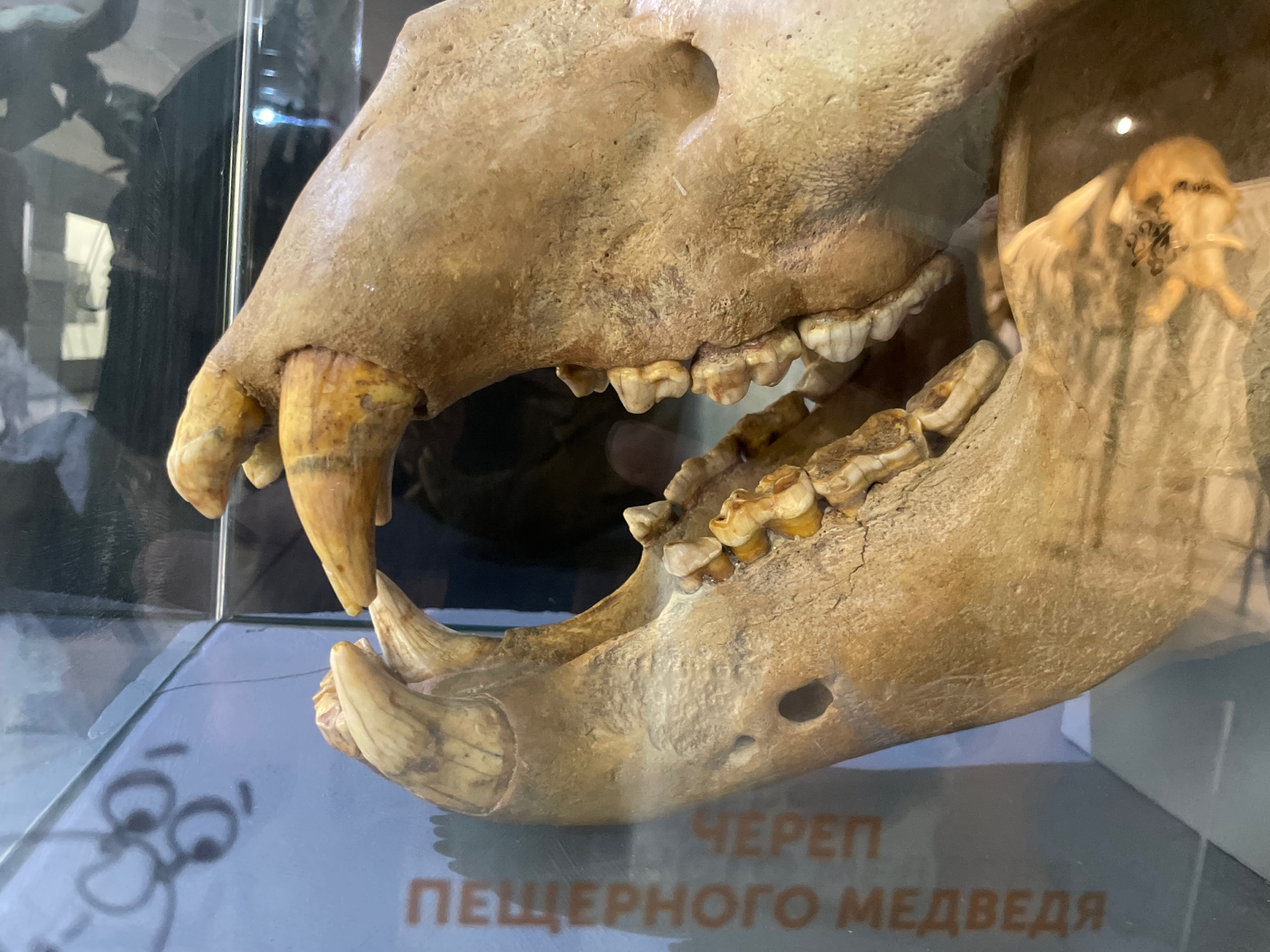 Музей природы: отзыв от Zaytseva_А