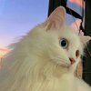 Устинова Софья