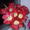 729d8324353f9f42adc47b74eedc0ab4 100 100 кантанелло на рождественского телефон
