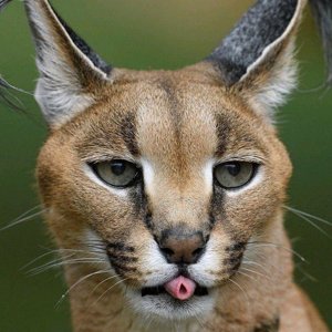 Zlaya Puma