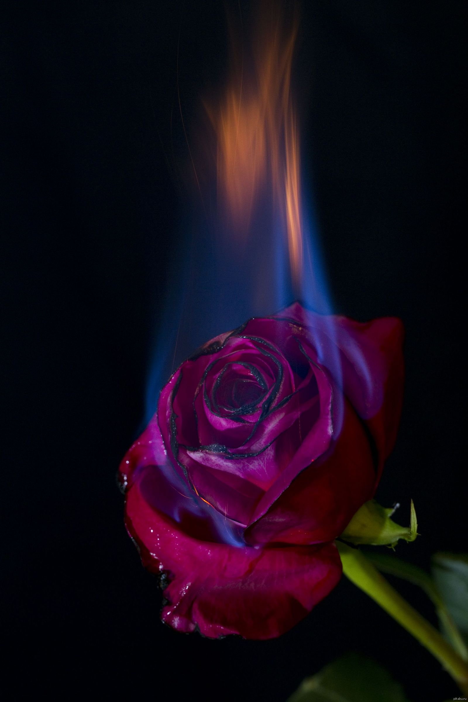 Роза горит