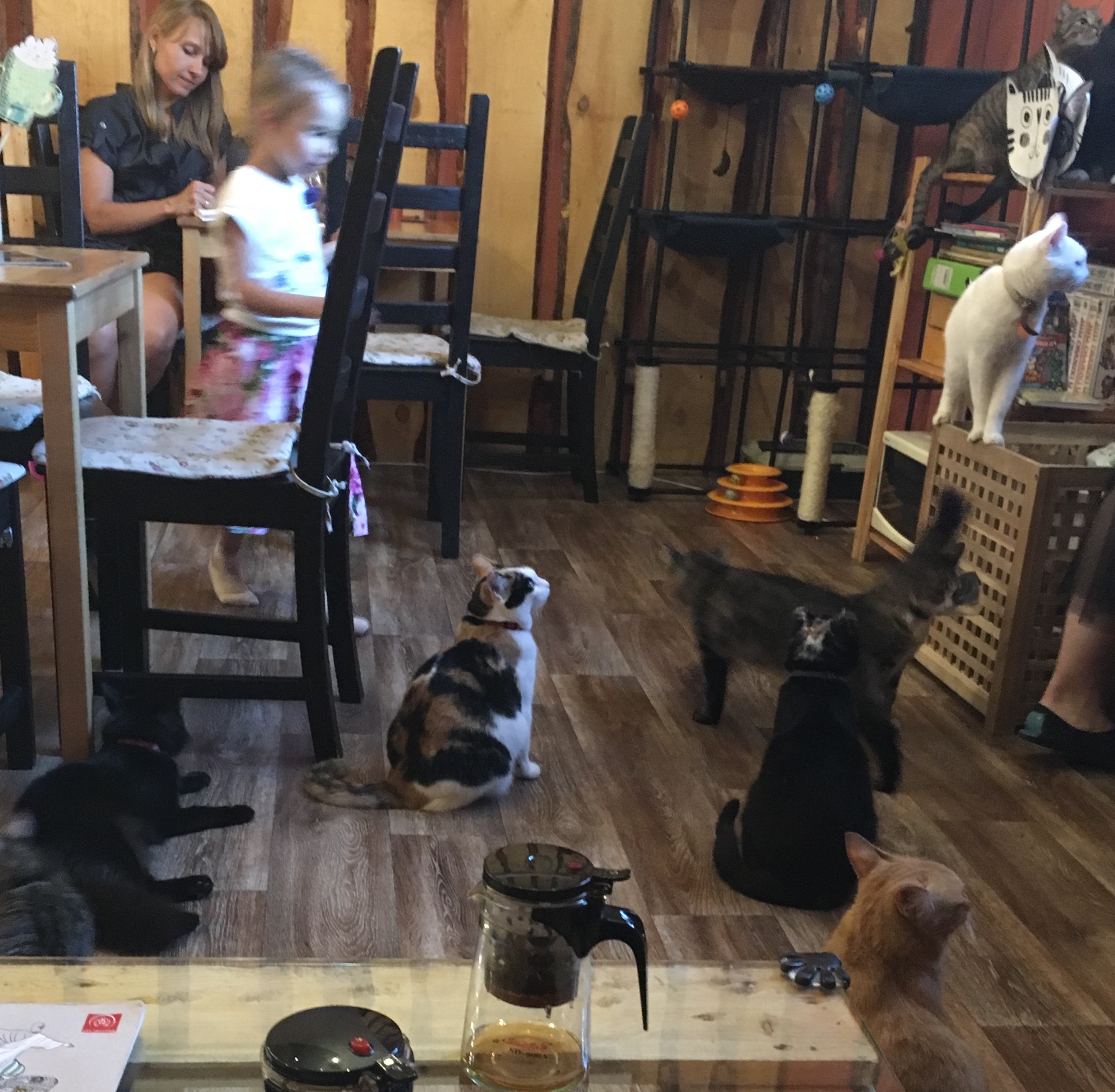 Campfire cat cafe