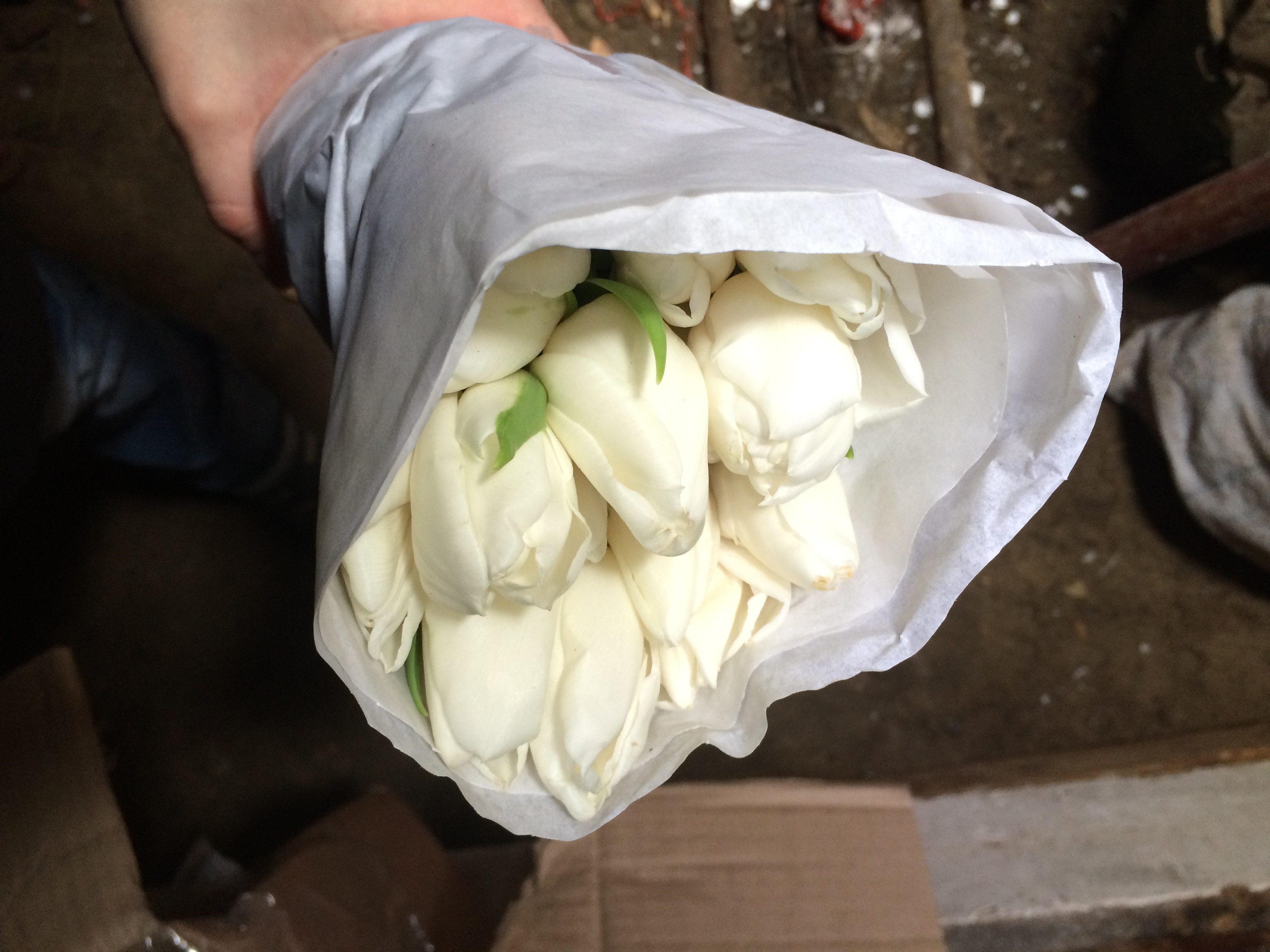 Купить тюльпаны саранск. Мужчина продает тюльпаны. Крузак тюльпаны продает. Тюльпаны продают с машины в Красноярске. Объявление о продаже тюльпанов пример фото.