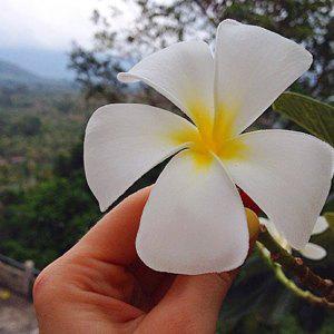 Plumeria