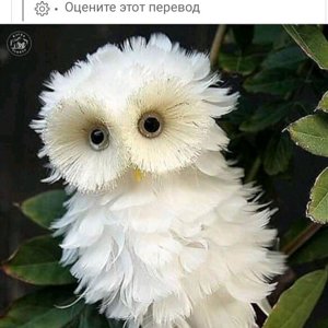 кларисса