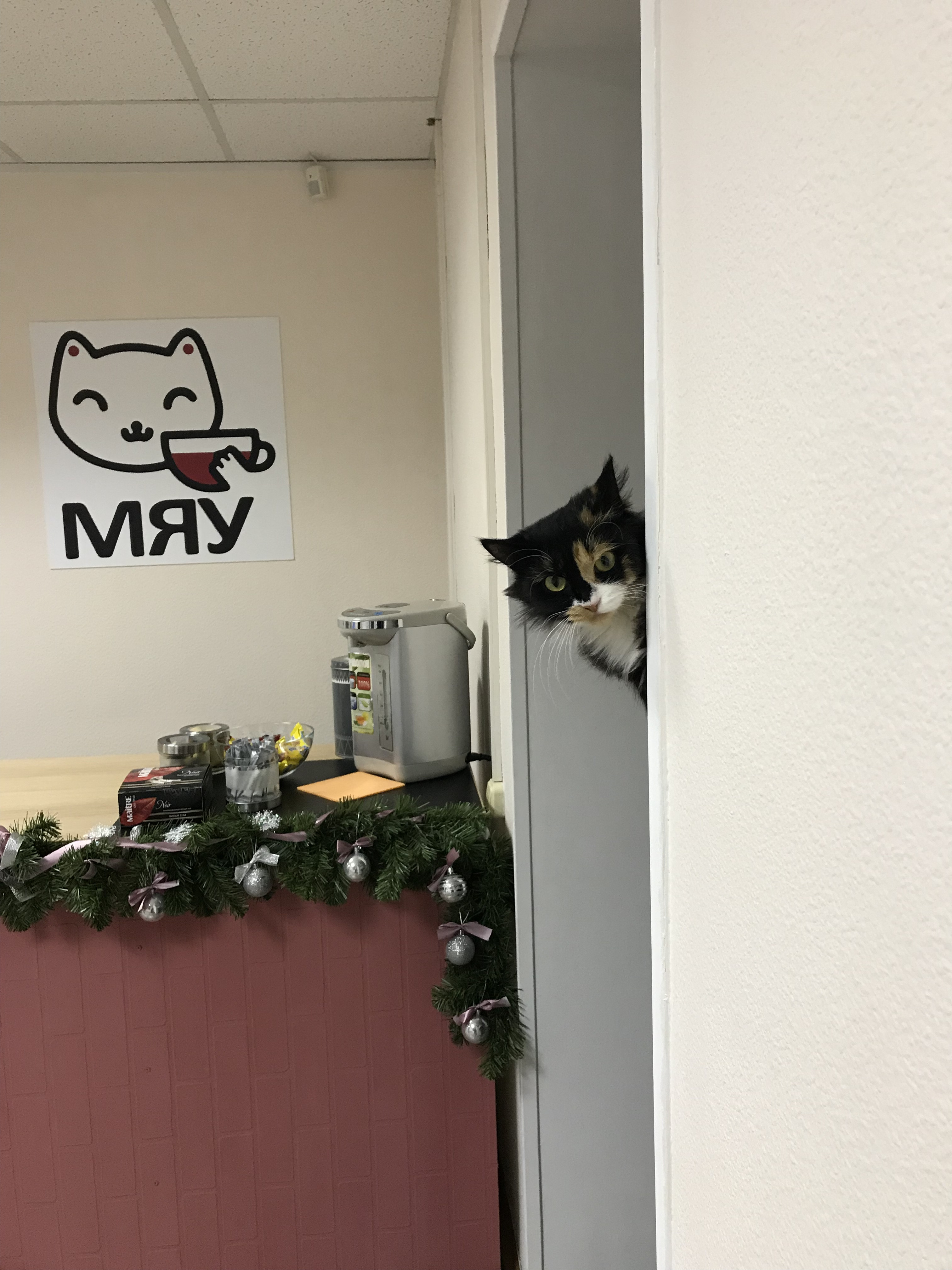 Котокафе мяу