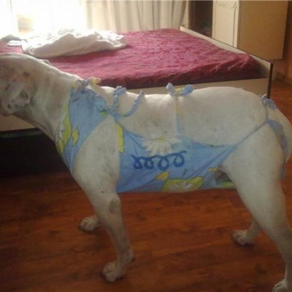 Попона для собаки после стерилизации фото