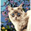 Faina_Faina