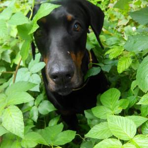 DoberMa