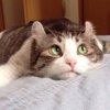 Людмила Куликова